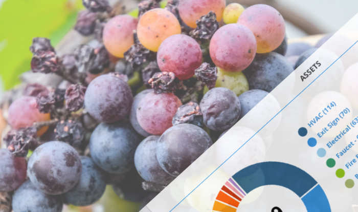 Close-up of a grape cluster in purple, red, and yellow hues with a translucent diagonal overlay showing a blue circular asset chart and color segments.